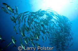 Schooling Jacks, D300, Sigma 14mm, D160 strobes by Larry Polster 